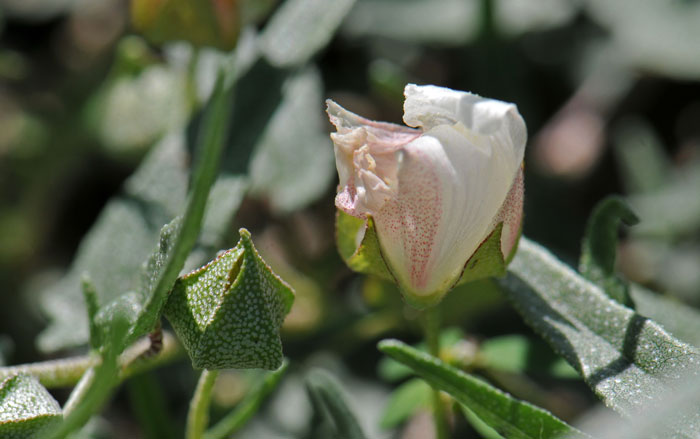 Malvella sagittifolia, Arrowleaf Mallow